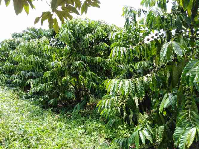 HÌNH ẢNH về cà phê tại nông trại Cà Phê vào những ngày mùa mưa , cây cà phê xanh mớt với những đám cỏ phát triển nhanh