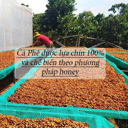 Cà Phê CULI ROBUSTA – 500g – Cà Phê Mộc Nguyên Chất KIM ĐIỀN