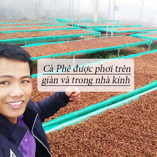 Cà Phê ARABICA Cầu Đất – gói 500 – Cà Phê Mộc Nguyên Chất KIM ĐIỀN